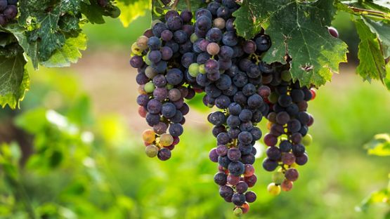 Close up of clusters of dark unripe purple grapes hanging from the vine