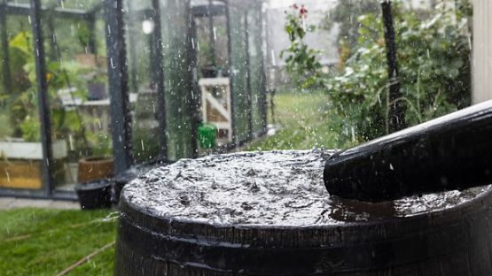 Baril de pluie qui recueille l’eau de pluie de la gouttière.