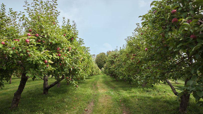 A gently turning path between two rows of trees in an idyllic apple orchard.